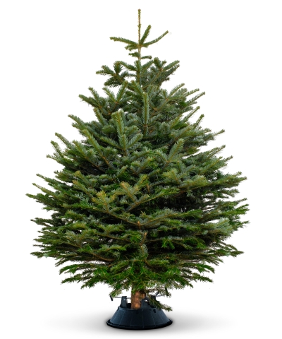 Christmas Tree 6-7ft