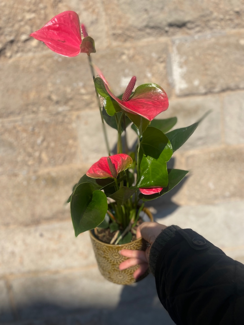 Flowering Plant in Ceramic Pot