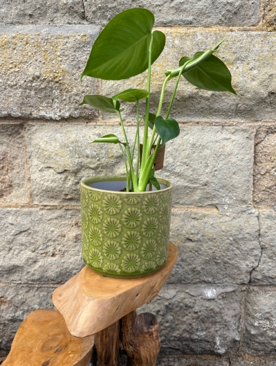 Monstera House Plant