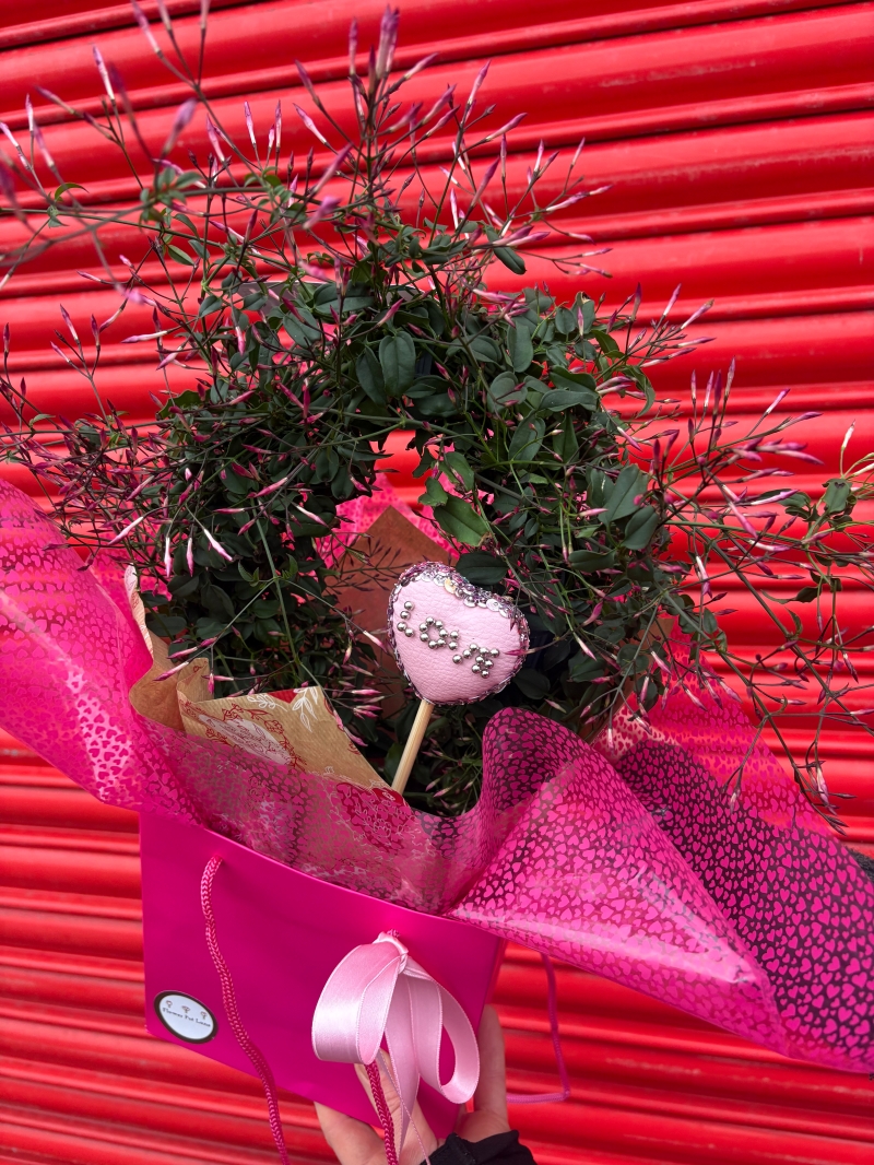 Pink Jasmin in Gift Bag 