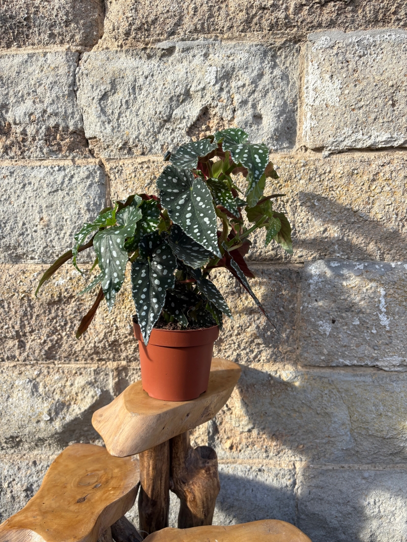 Begonia Maculata House Plant