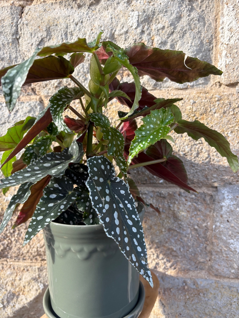 Begonia Maculata House Plant