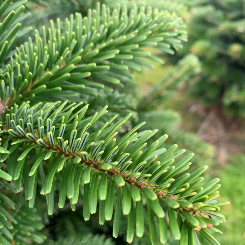 Christmas Tree 6-7ft