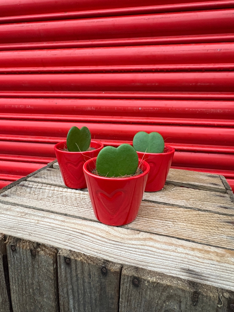 Hoya Kerri Heart Plant