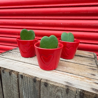 Hoya Kerri Heart Plant