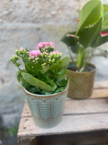 Flowering Plant in Ceramic Pot