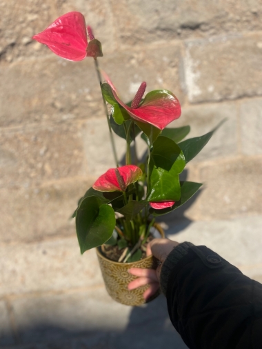 Flowering Plant in Ceramic Pot
