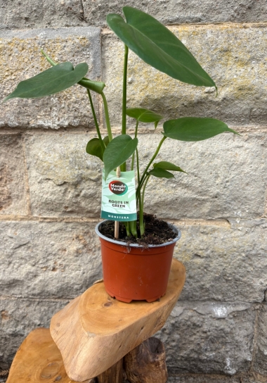 Monstera House Plant