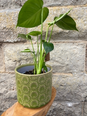 Monstera House Plant