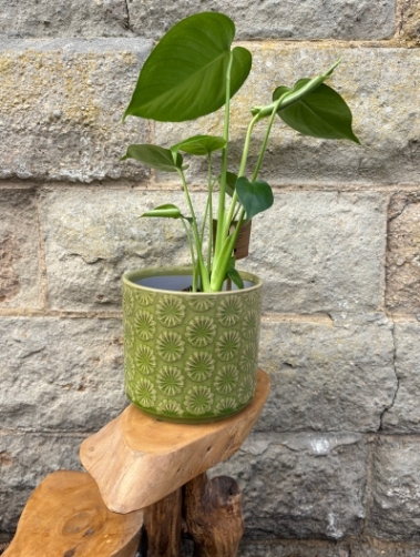 Monstera House Plant