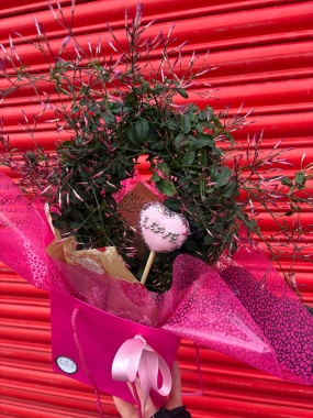 Pink Jasmin in Gift Bag 