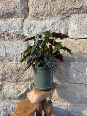 Begonia Maculata House Plant