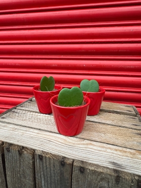 Hoya Kerri Heart Plant